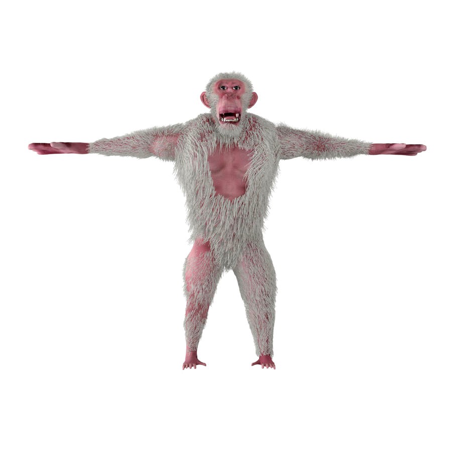 Albino Chimpanzee