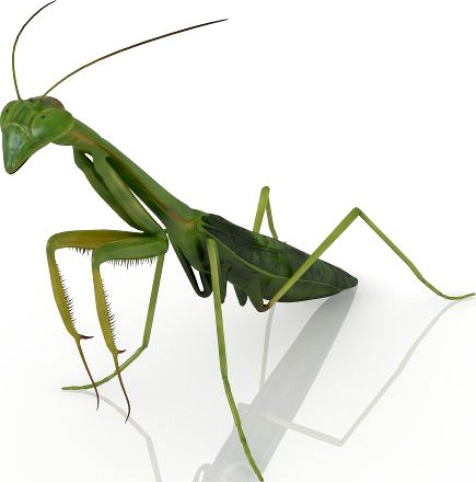 Insect mantis 3D Model