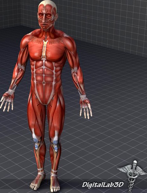 Rigged - Human Male Muscular System 3D Model