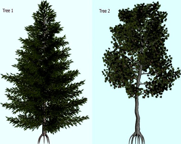Trees 3D Model