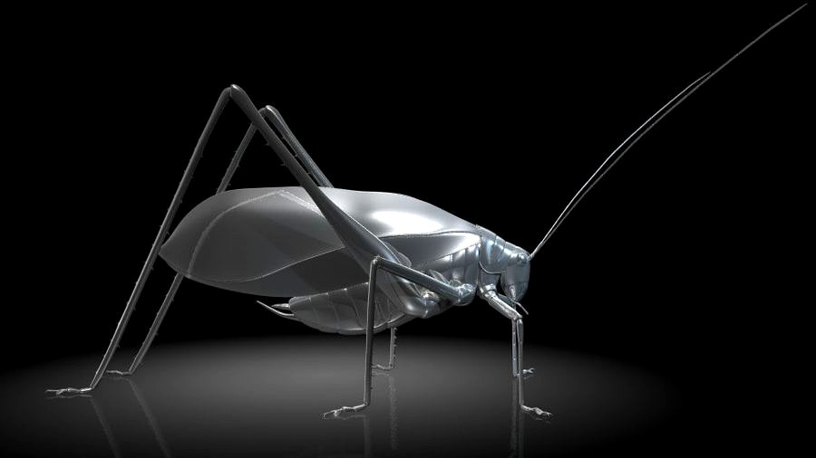 katydids / insects