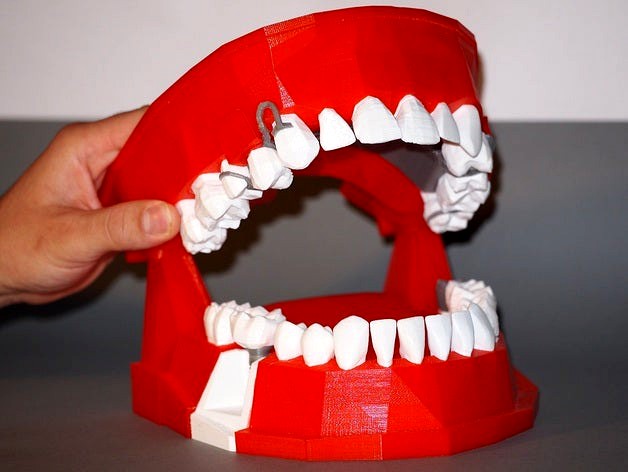 Dental Demonstration Model / Modèle de démonstration dentaire by Feataur