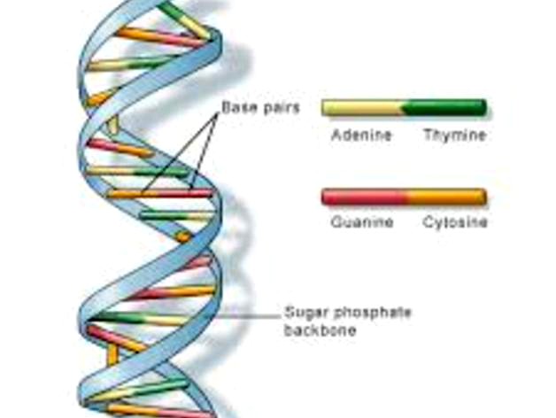 DNA Molecule by pixeldonovan