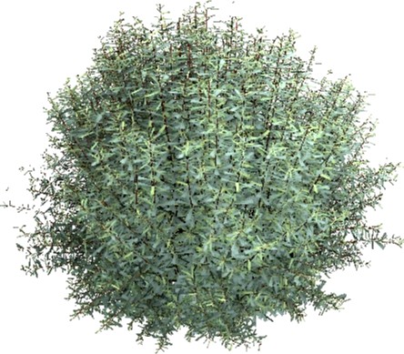 Salix purpurea Nana 3D Model