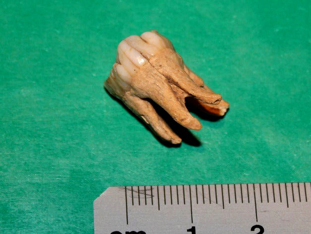 Tooth From The Fields by hyla