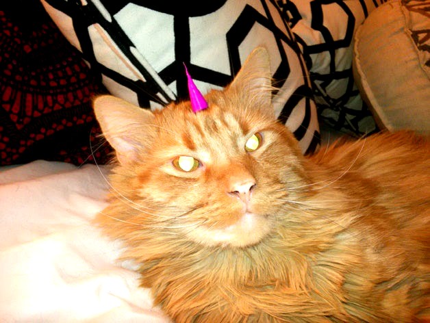 Turn your cat into a Unikitty. Or Caticorn.  by Tinkerlabs