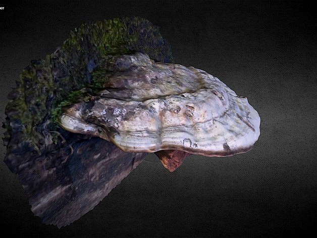 Large white mushroom scan by jasonwebb