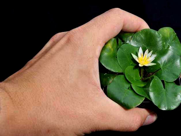 Nymphaea thermarum by LizHavlin