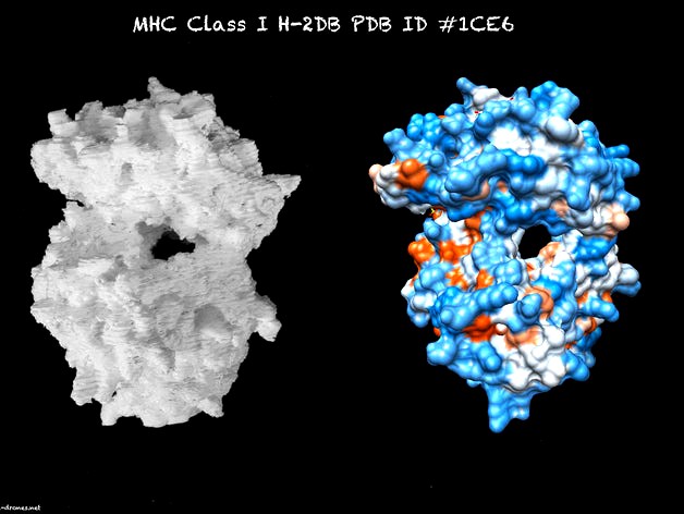 MHC CLASS I H-2DB COMPLEXED WITH A SENDAI VIRUS NUCLEOPROTEIN PEPTIDE by PersonalDrones