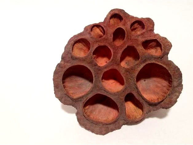 scan lotus seeds by coma