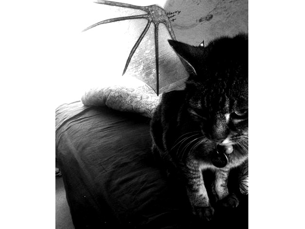 Pet Bat Wings by faberdasher