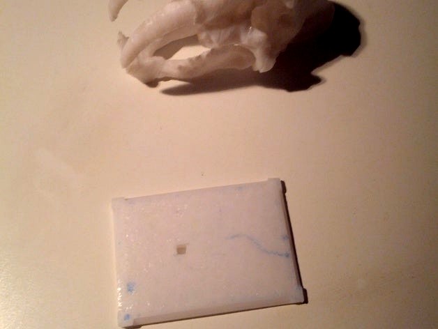 Improoved Printability Base - Saber-Toothed Cat Skull by MaximSachs