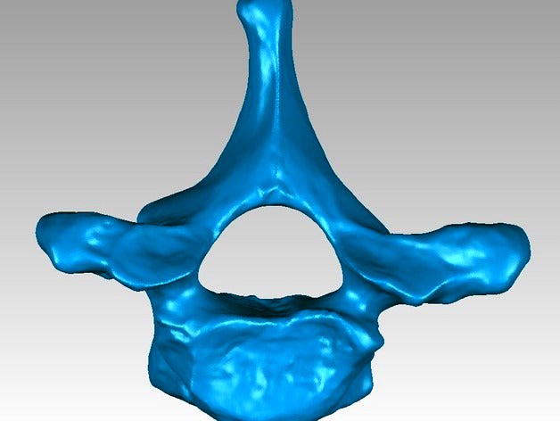 Thoracic vertebra of a human by JulPal