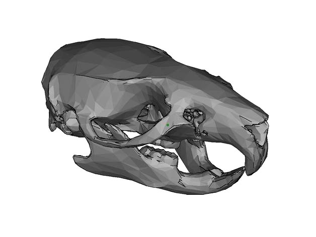 Rat skull + mandible by scienceminer