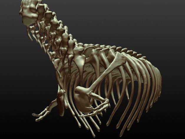 T-rex Skeleton by joefe
