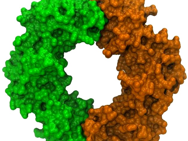 Bacterial DNA clamp by aarono