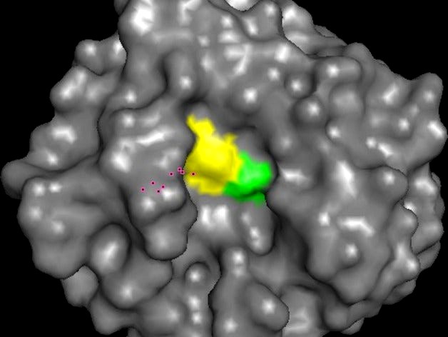 Savinase protease enzyme by HybridDK