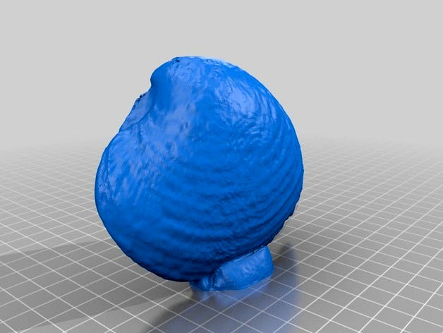 Clam (Bivalve mollusk) by geofablab