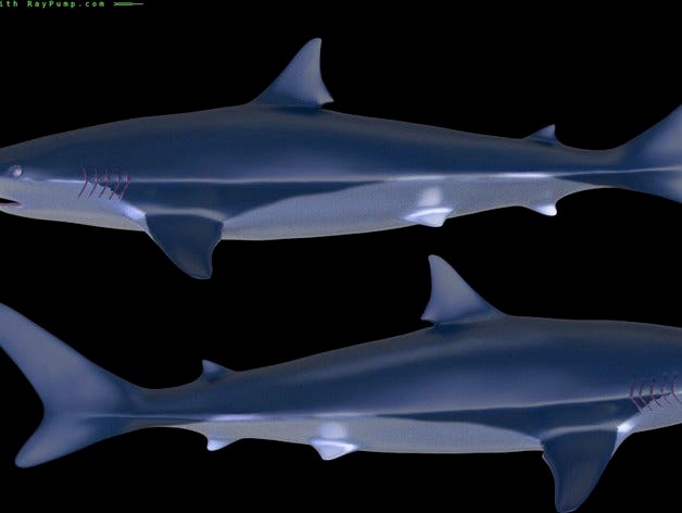 Shark  by MaximSachs