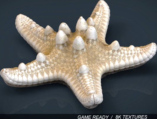 Starfish 3D Model