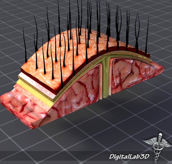 Human Scalp Anatomy 3D Model