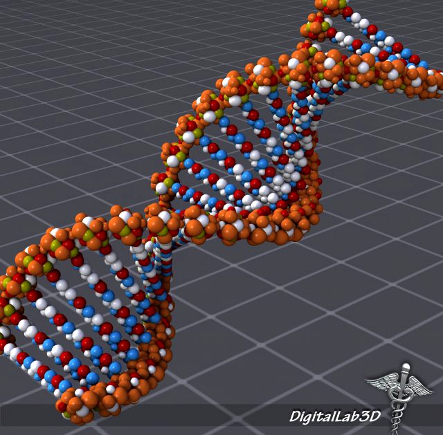 DNA structure 3D Model