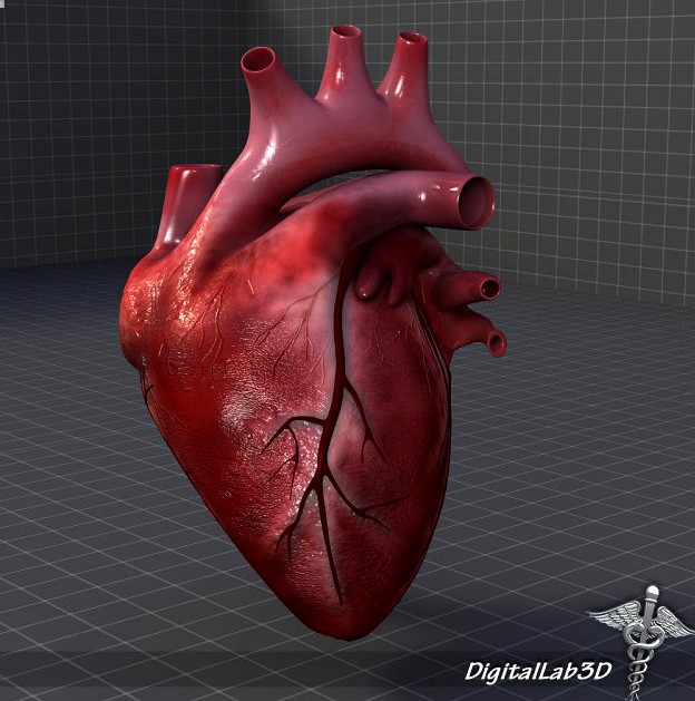 Human Heart 3D Model