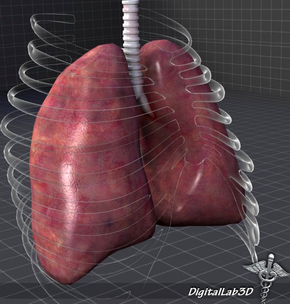 Lungs External 3D Model