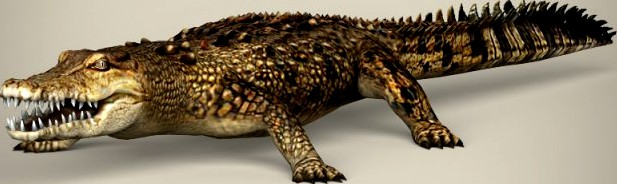 Low Poly Realistic Crocodile 3D Model