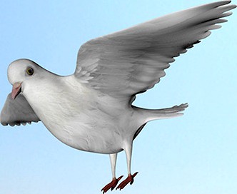 White dove