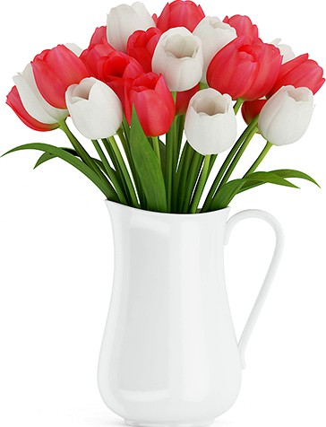 Red and White Tulips