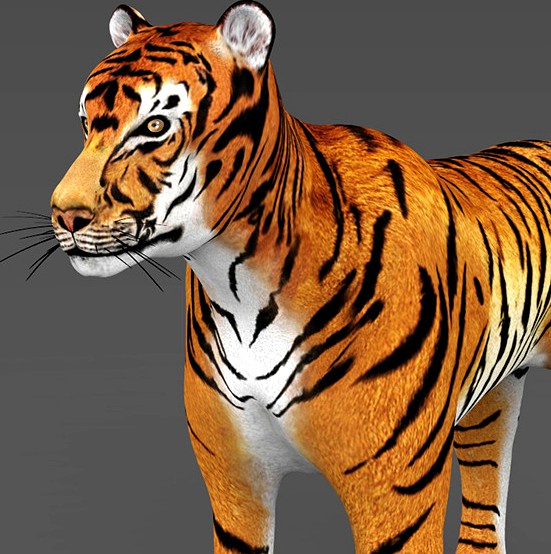 Realistic Tiger