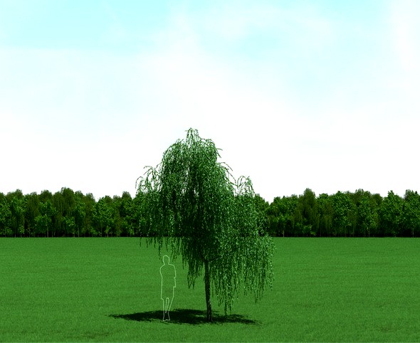 Willow (Salix) Tree 3d Model