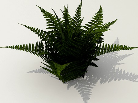 Bush fern