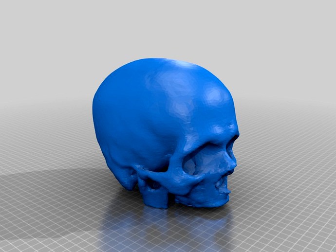 Cleaned Skull by ssd