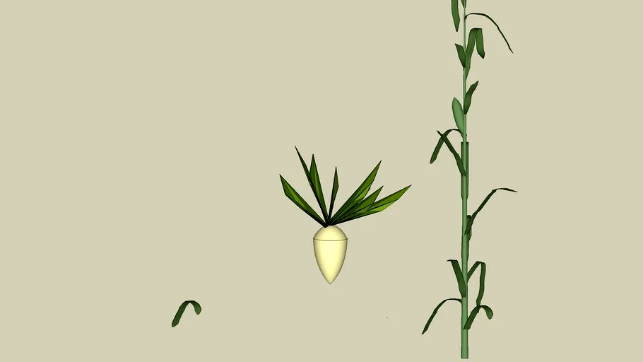 Sugar Beet