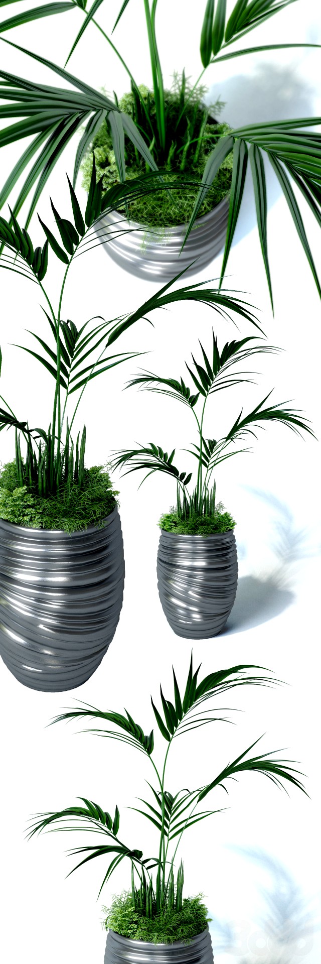 Howea palm composition