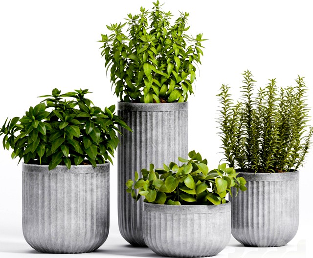 PLANT -14