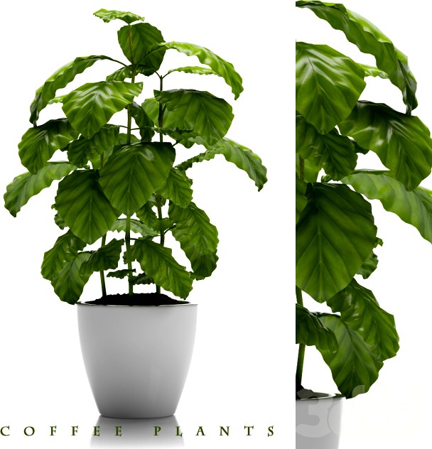 COFFEE PLANTS 24