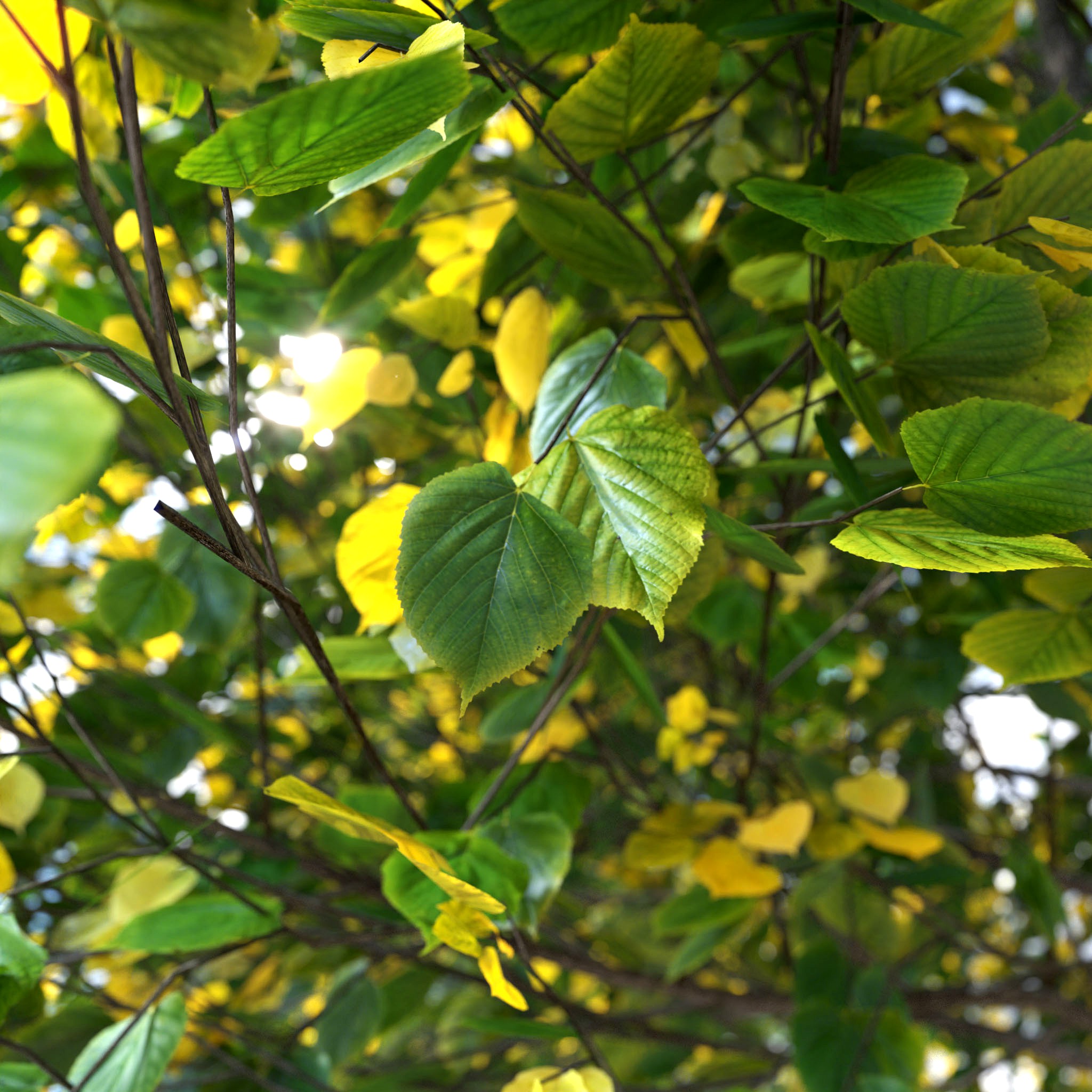 Summer Linden Trees