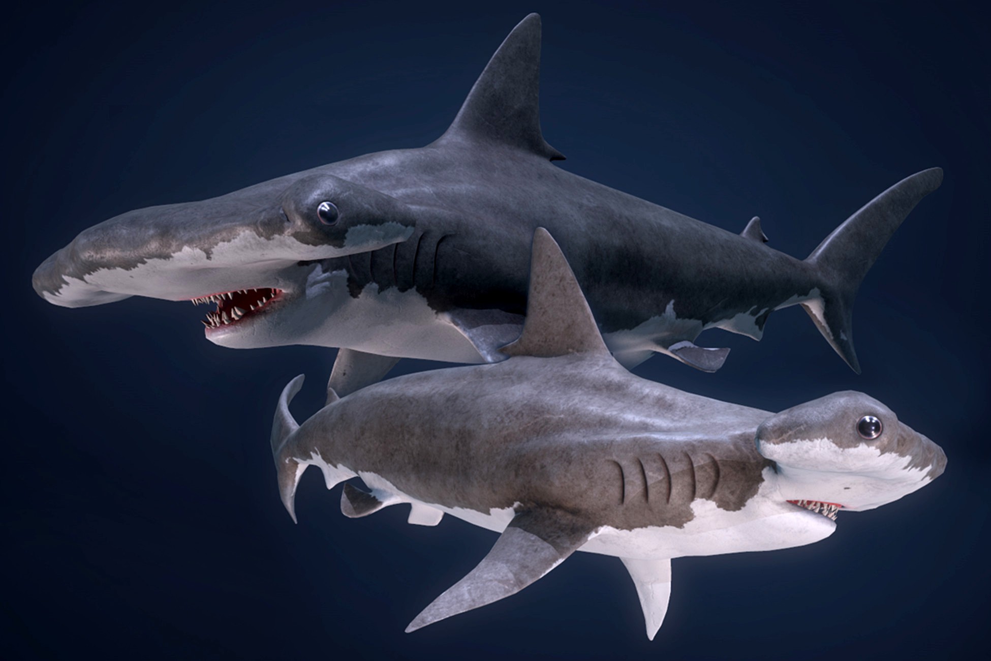 Hammerhead Sharks