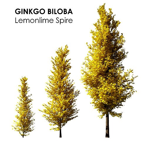 Ginkgo Lemonlime Spire Trees different ages