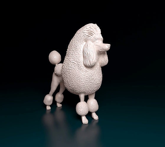 Poodle Continental  | 3D