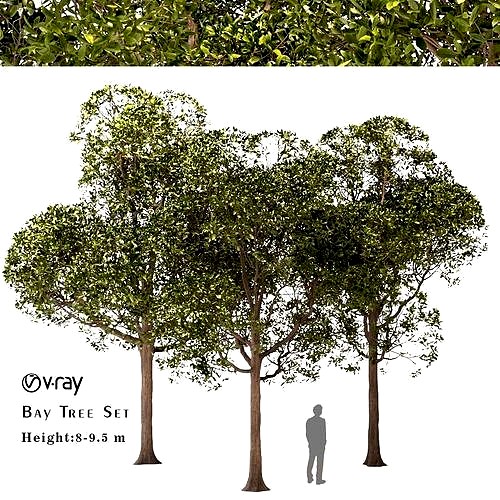 Set of Round Shaped Bay Trees - Laurus Nobilis