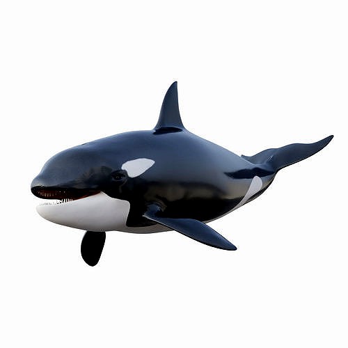 Killer Whale Animated 8K