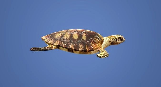 Turtle 3D Animation model