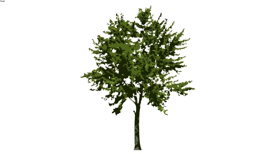2D Tree Deciduous 2