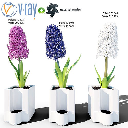 Hyacinth