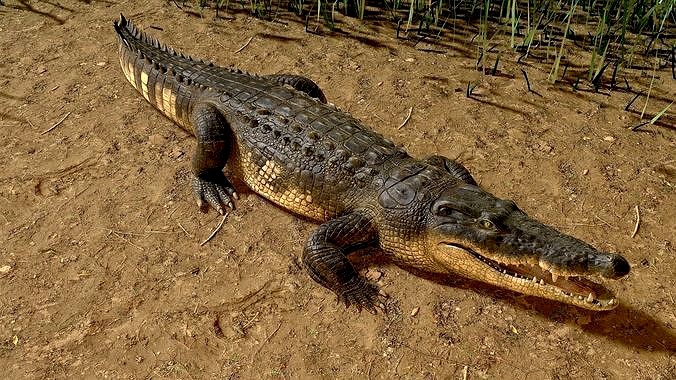 Realistic Crocodile Rig