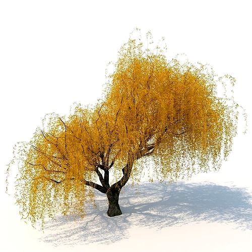 willow  fall tree